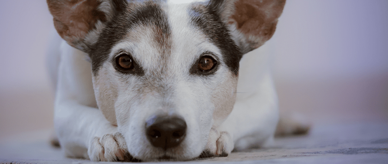 pyomètre chez la chienne